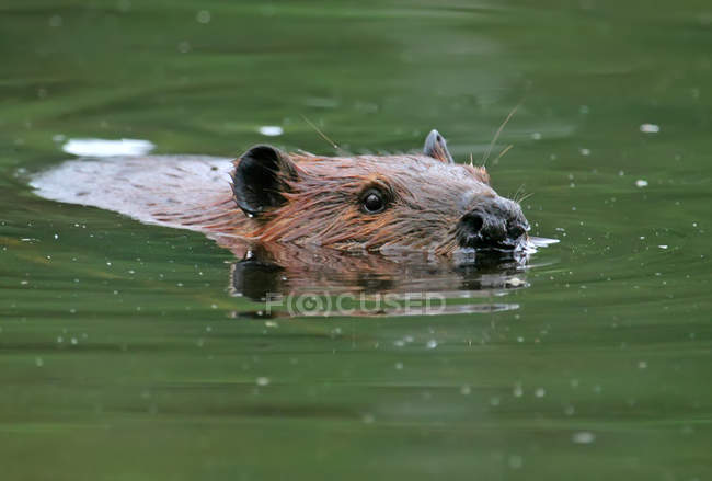American beaver swimming in water at Beauval, Saskatchewan — Stock Photo