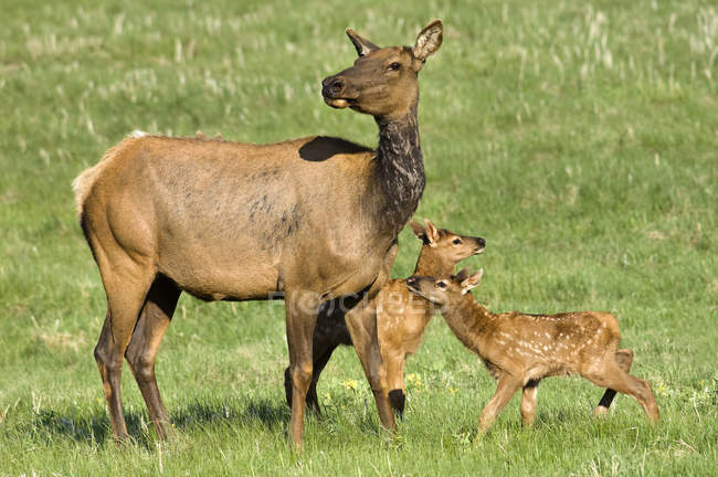 Female elk with calves on pasture of Jasper National Park, Canadian Rocky Mountains, Alberta, Canada — Stock Photo