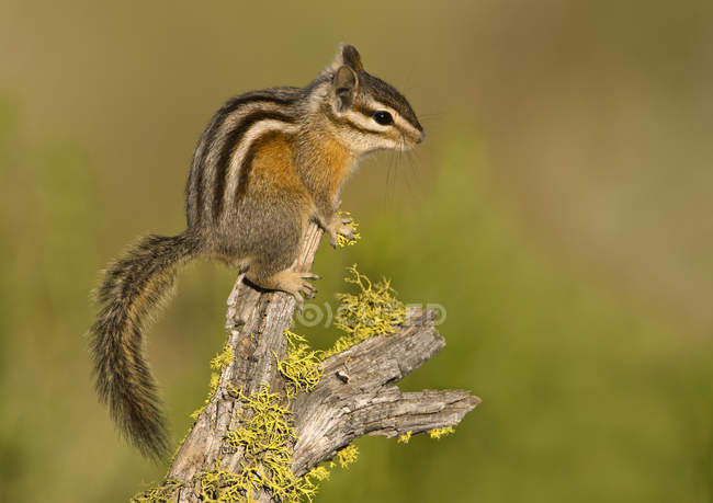 Esquilos mínimos sentados no ramo musgoso — Fotografia de Stock