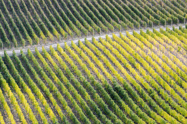 Vignoble au feuillage vert et jaune automnal dans la vallée de l'Okanagan en Colombie-Britannique, Canada . — Photo de stock