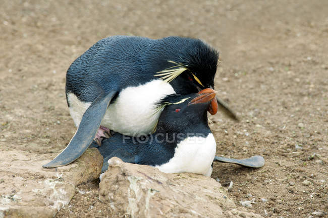 Pinguins rockhopper acasalamento nas Ilhas Falkland, Oceano Atlântico Sul — Fotografia de Stock