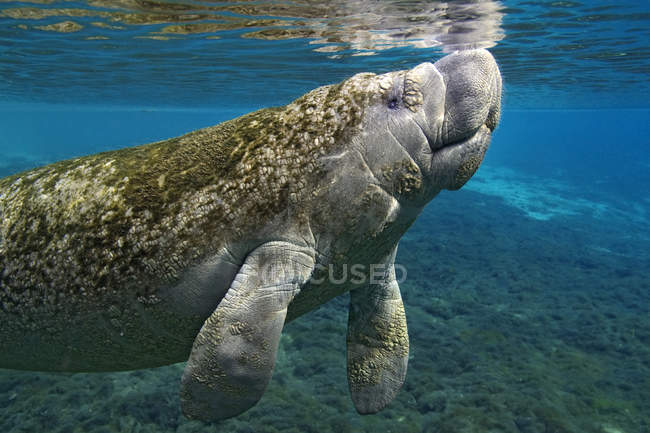 Florida manatee covered with algae in Crystal River, Florida, USA — Stock Photo