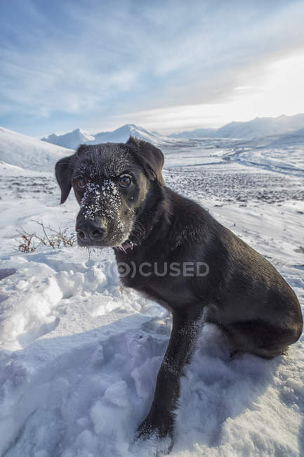 Собака сидит в снегу на вершине холма вдоль шоссе Демпстер, Юкон, Канада — стоковое фото
