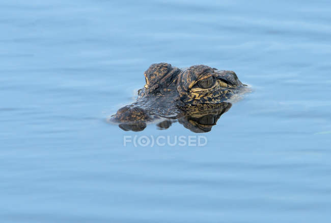 Nahaufnahme eines amerikanischen Alligators im blauen Wasser von Florida, USA — Stockfoto