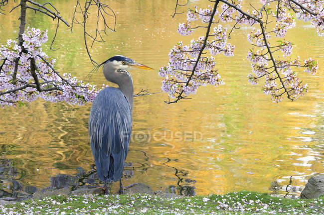 Gran ave garza azul bajo flores de cerezo en humedal . - foto de stock