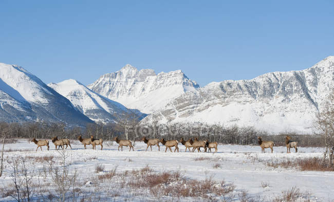 Manada de alces salvajes en el paisaje invernal del Parque Nacional de los Lagos Waterton, Alberta, Canadá
. - foto de stock