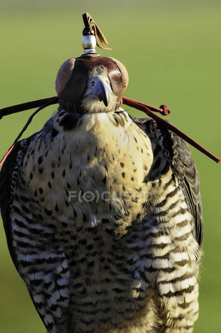 Фронт пленного сокола в капюшоне на открытом воздухе
. — стоковое фото
