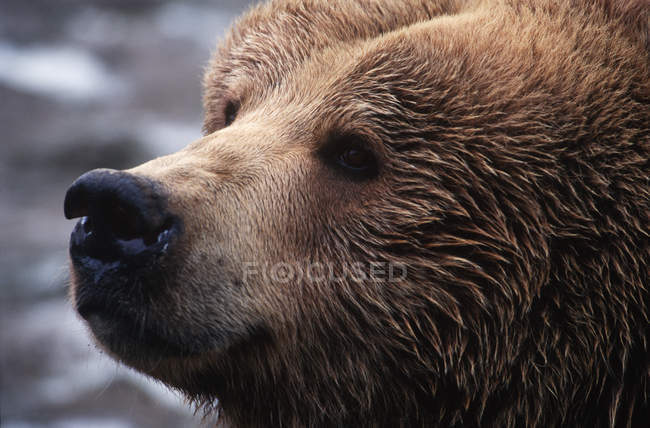 Brown grizzly bear looking away, close-up portrait. — Stock Photo