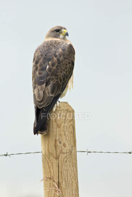 Halcón de alas anchas posado en el poste de la cerca cerca de Cochrane, Alberta, Canadá - foto de stock