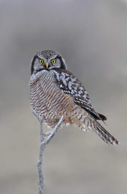 Northern hawk-owl perched on snowy branch in forest. — Stock Photo
