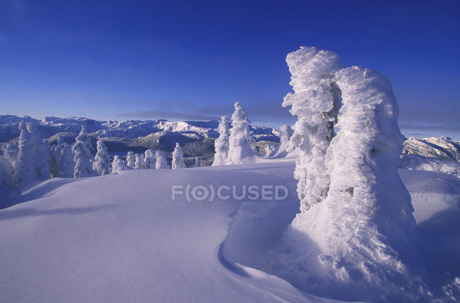 Mount Washington ski resort snow-frosted trees, Vancouver Island, Columbia Británica, Canadá . - foto de stock