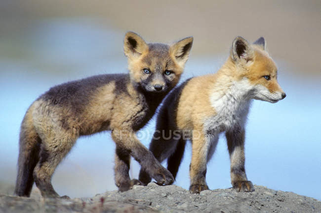 Red fox pups looking in camera while playing outdoors. — Stock Photo