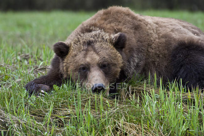 Urso pardo descansando na grama prado verde . — Fotografia de Stock