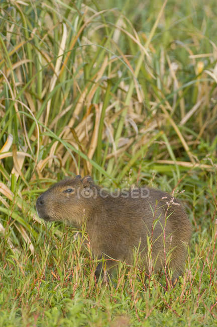 Capybara de pie en la hierba costera de Laguna Negra, Rocha, Uruguay, América del Sur - foto de stock