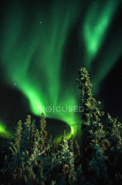 Aurora borealis over snow covered tree tops in Yukon, Canada. — Stock Photo