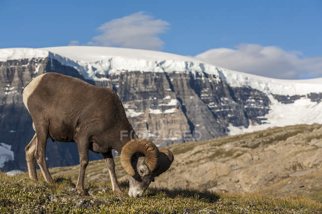 Bighorn ovelhas pastando em Wilcox Pass, Jasper National Park, Alberta, Canadá . — Fotografia de Stock