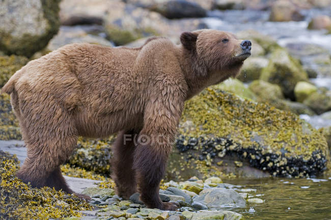 Urso pardo bebendo do rio que flui para o fiorde . — Fotografia de Stock