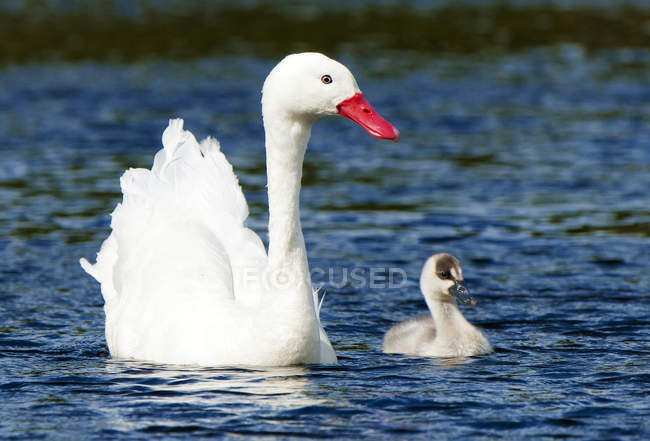 Coscoroba nadando con cisne recién nacido en el agua - foto de stock