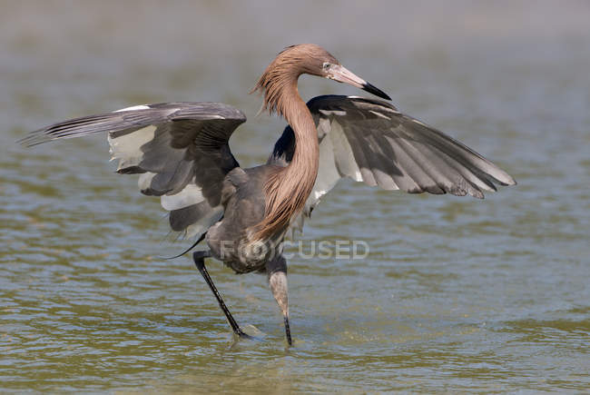Zarza rojiza con alas extendidas caminando en el agua - foto de stock