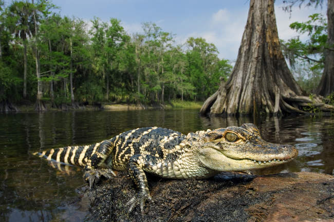 Молодой американский аллигатор на скалистом берегу реки в центральной Флориде, США . — стоковое фото