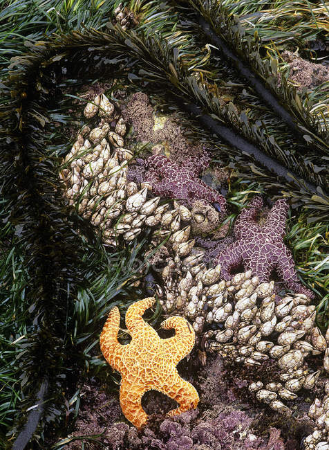 Starfish and kelp at low tide, Vancouver Island, British Columbia, Canada. — Stock Photo