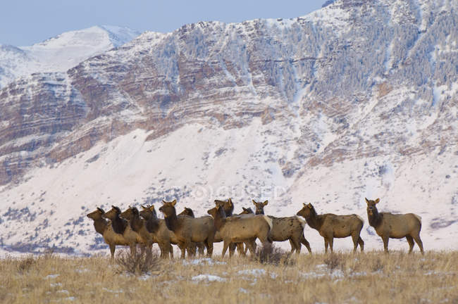 Elchherden bewegen sich im winterlichen Waterton Sees Nationalpark, Alberta, Kanada. — Stockfoto