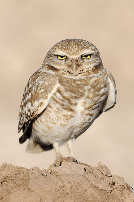 Burrowing owl perching on ground, close-up. — Stock Photo