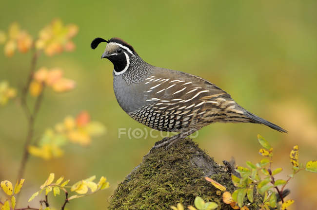 Male California quail perched on mossy rock, close-up — Stock Photo