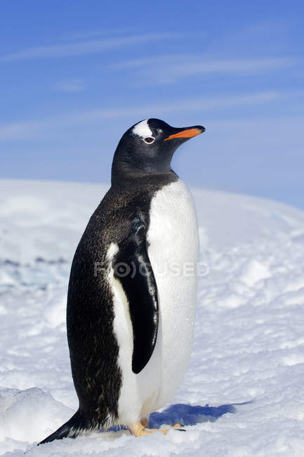 Pingüino Gentoo de pie en el campo de nieve de la Península Antártica, Antártida - foto de stock