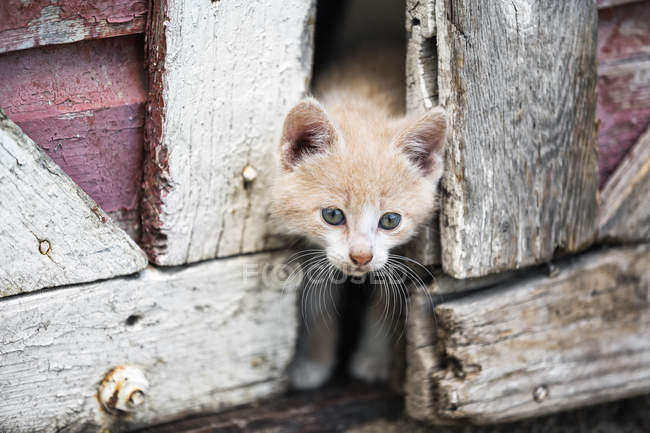 Gattino che sbircia attraverso le porte del fienile, primo piano — Foto stock