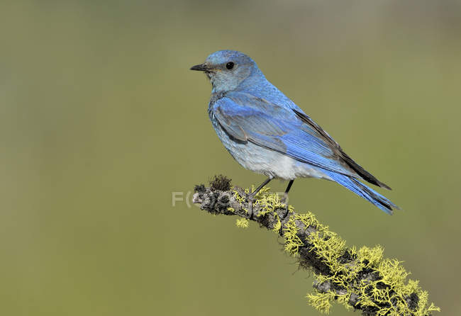 Pájaro azul de montaña posado en rama musgosa - foto de stock