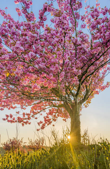 Cherry tree in bloom in Courtenay, British Columbia, Canada — Stock Photo