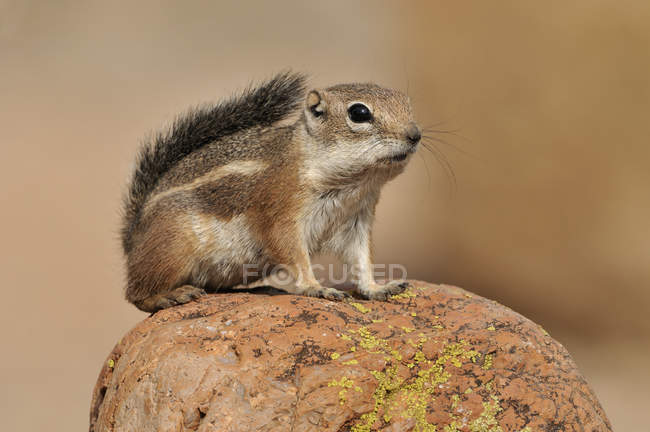 Harris-antelope ground squirrel perched on rocks in Arizona desert, USA — Stock Photo