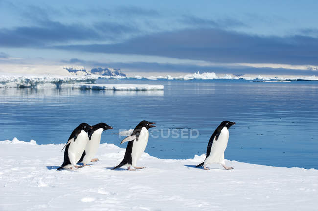 Пингвины Адели бездельничают на ледяном краю у воды, остров Буревестник, Антарктический полуостров — стоковое фото
