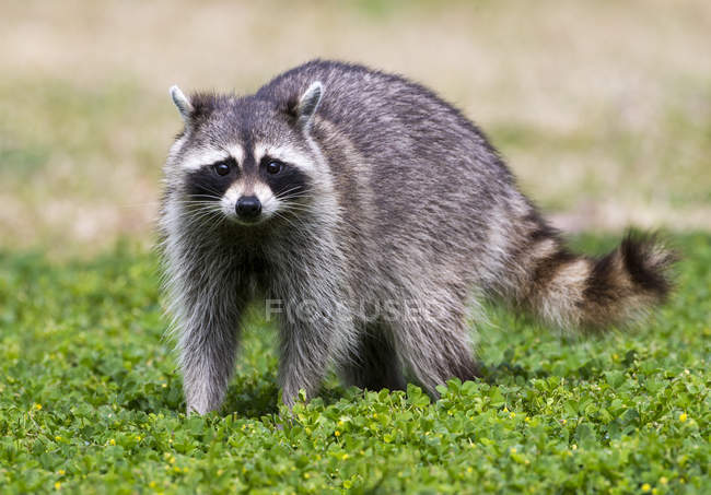 Raccoon standing on green meadow grass — Stock Photo