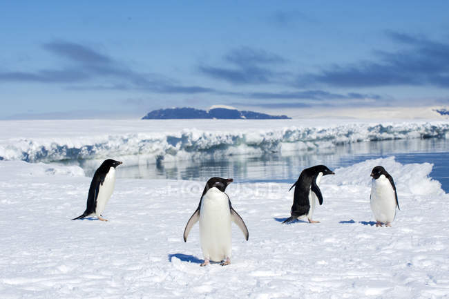 Adelie penguins loafing on ice edge by water, Petrel island, Antarctic Peninsula — Stock Photo