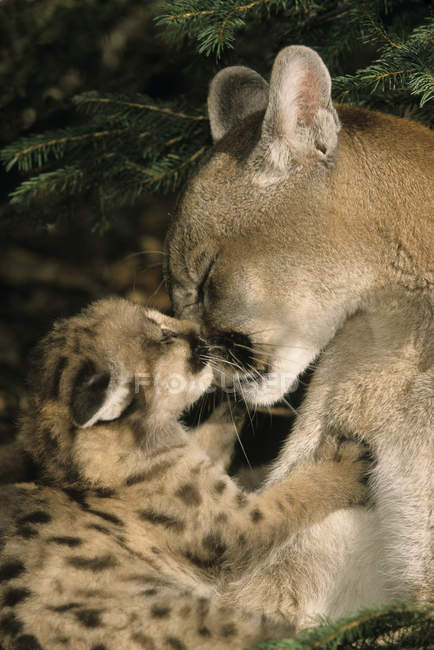 Female cougar grooming kitten, close-up. — Stock Photo