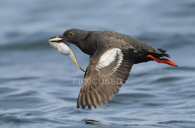 Tauben-Trottellumme im Flug mit Fisch im Schnabel, Nahaufnahme — Stockfoto