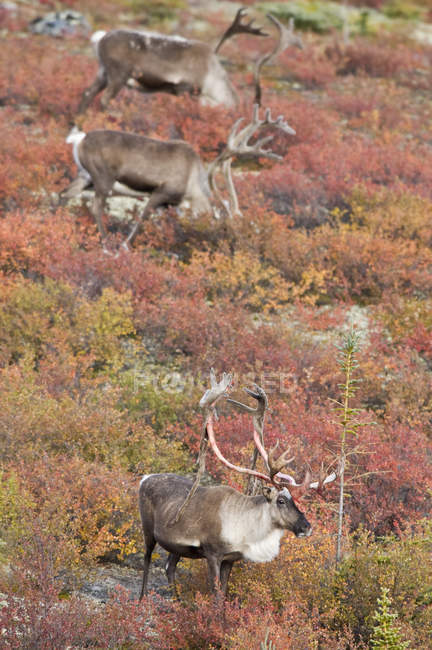 Barren-ground caribou bulls grazing on autumnal tundra, Northwest Territories, Canada — Stock Photo