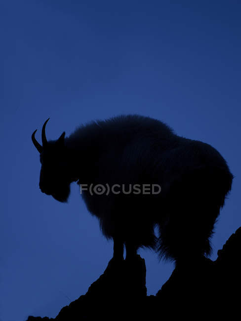 Silhouette of mountain goat standing on rock against blue sky. — Stock Photo