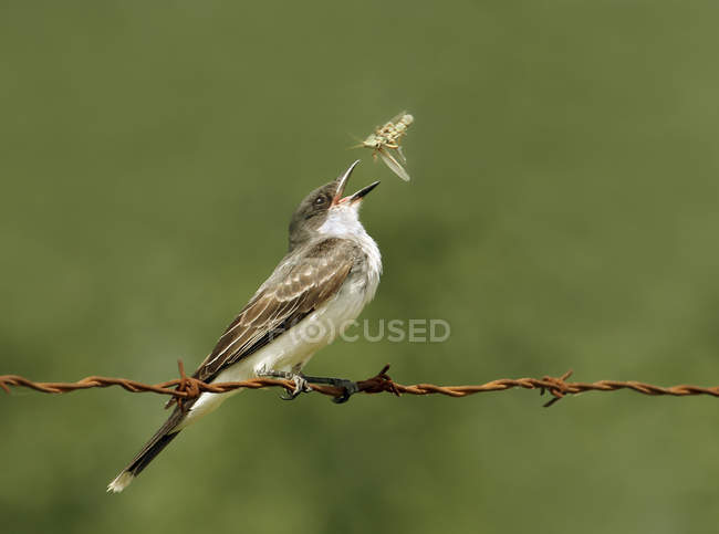 Eastern kingbird perched on barbed wire and catching grasshopper. — Stock Photo