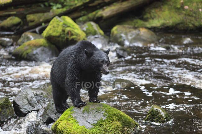 Schwarzbär steht auf Felsen im Wasser des Thornton Creek, britische Kolumbia, Kanada — Stockfoto