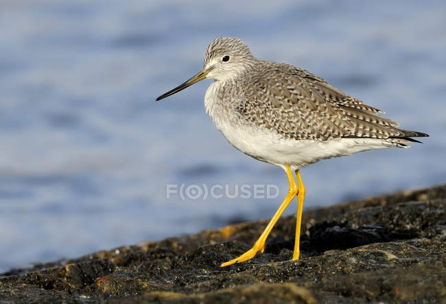 Greater yellowlegs wading on rocky shore by water — Stock Photo