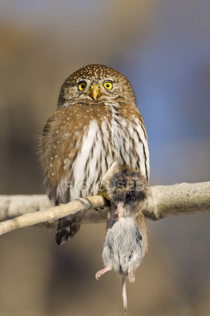 Adult northern pygmy owl carrying meadow vole in claws on tree. — Stock Photo