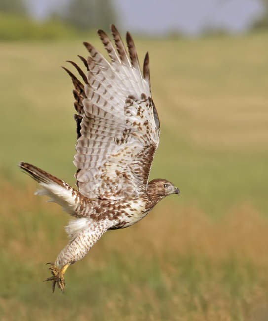 Falco dalla coda rossa che prende il volo sul campo in Saskatchewan, Canada . — Foto stock