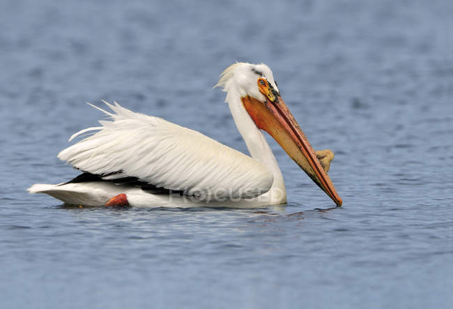 Grande pelican bianco nuotare in acqua, primo piano . — Foto stock