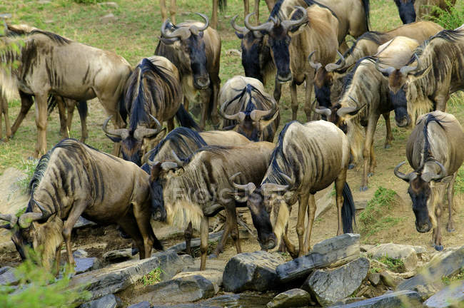 Gran grupo de ñus comunes en migración, Reserva Masai Mara, Kenia, África Oriental - foto de stock
