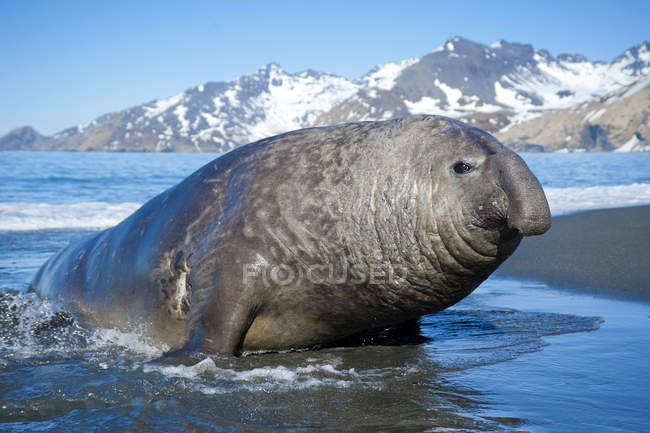 Southern elephant seal bull coming ashore, Island of South Georgia, Antarctica — Stock Photo