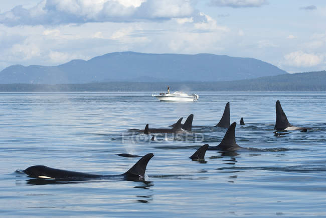 Orcas residentes del sur acercándose a barco turístico por Pender Island en Canadá - foto de stock
