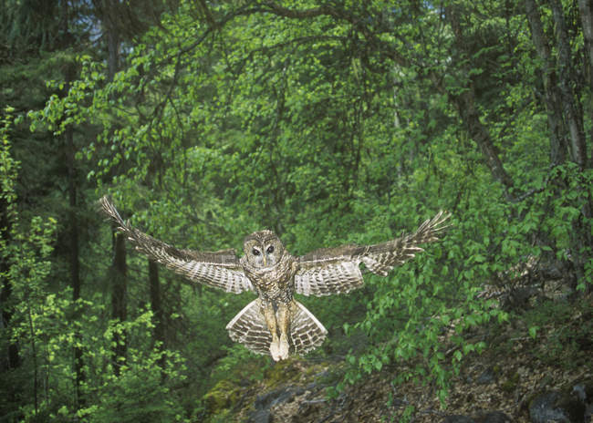 Chouette tachetée volant dans la forêt de la Colombie-Britannique, Canada . — Photo de stock